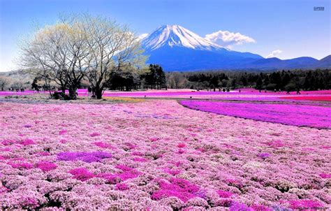 Beautiful Mount Fuji Wallpaper Hd This Wallpapers