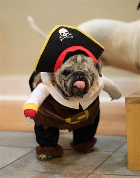 Bandit The One Eyed Pug Pirate Arrrr Give Me All Your Kibble Ye Land