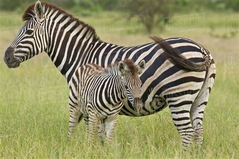 Mother And Baby Plains Zebra Greater Kruger National Park South