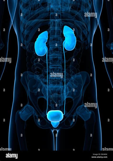 Male Urinary System Artwork Stock Photo Alamy
