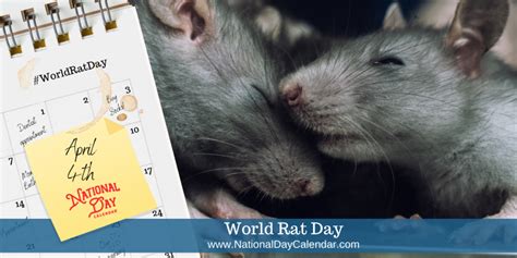 World Rat Day April 4 National Day Calendar
