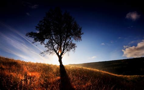 Lonely Tree Wallpapers And Images Wallpapers Pictures Photos