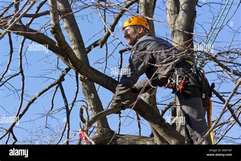 Tree Climber Pruning Brances Stock Photo Alamy