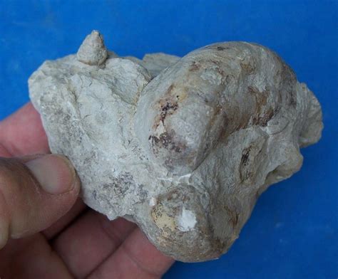 Calcite In Fossil Clam Shell Lower Cretaceous Fossil Fossils Shells