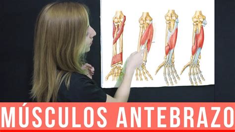 MÚsculos Del Antebrazo AnatomÍa Mnemotecnia Mentes Médicas Youtube
