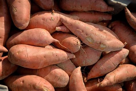 north carolina launches big data for better sweet potatoes fruit and vegetable magazinefruit
