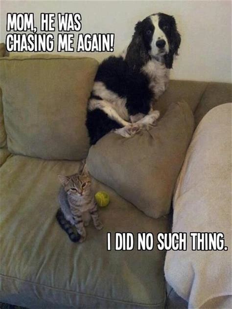 Funny cat and dog pictures. Attack Of The Funny Animals - 28 Pics