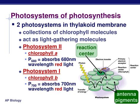 Chloroplast is located inside a. PPT - Pigments of photosynthesis PowerPoint Presentation ...