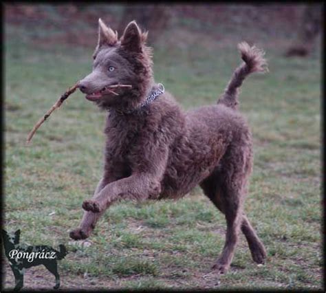 images  mudi  pumi  pinterest poodles rare dog breeds  border collies