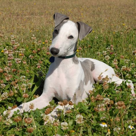 Whippet Puppy And Whippet Breed Information