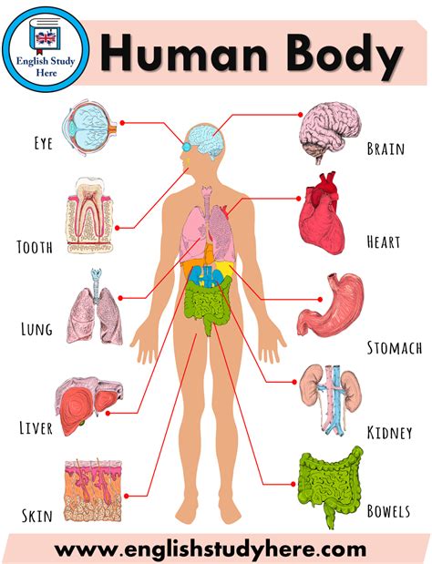 The Human Body And Its Major Organs Are Labeled In This Diagram Which