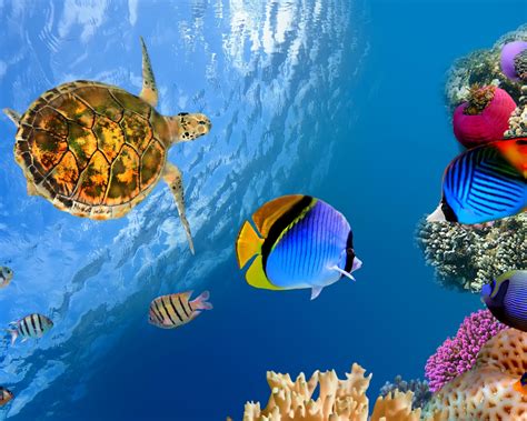 Explore and download tons of high quality 8k wallpapers all for free! Free download Underwater landscape 4K Ultra HD wallpaper ...