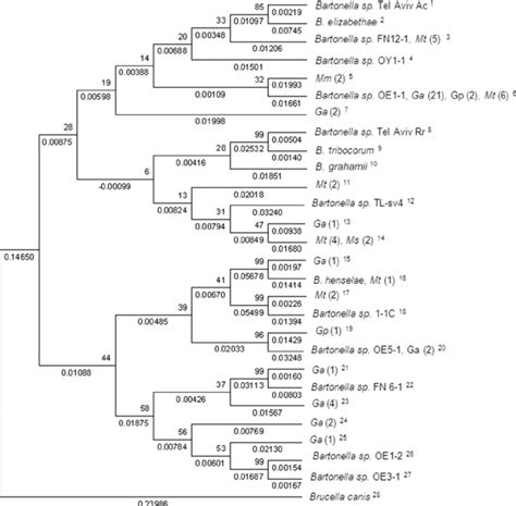 glta based phylogenetic analysis of bartonella genotypes detected in download scientific