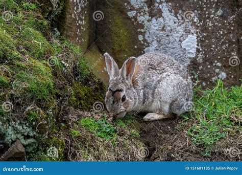 Conejo Europeo O Conejo Comn Cuniculus Del Oryctolagus Imagen De