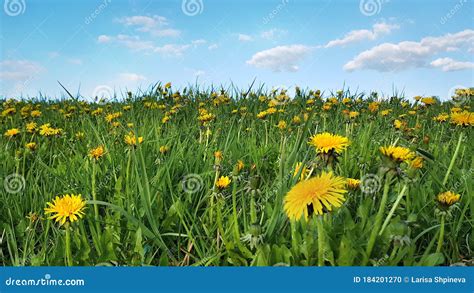 Panoramic View Of Fresh Green Grass With Dandelions Flowers On Field