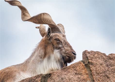 Weird Goat Breeds Meet These Unusual Looking Goats