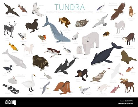 escotilla norma imagen mapa de la tundra en el mundo capturar Árbol de tochi importante
