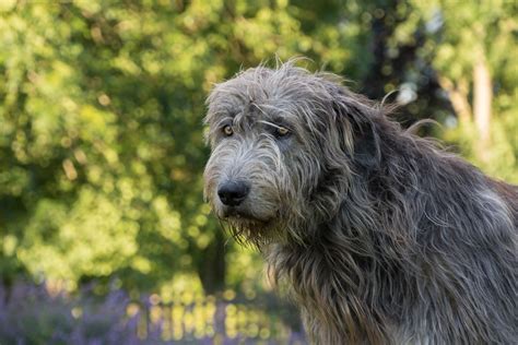 Irish Wolfhound Full Profile History And Care