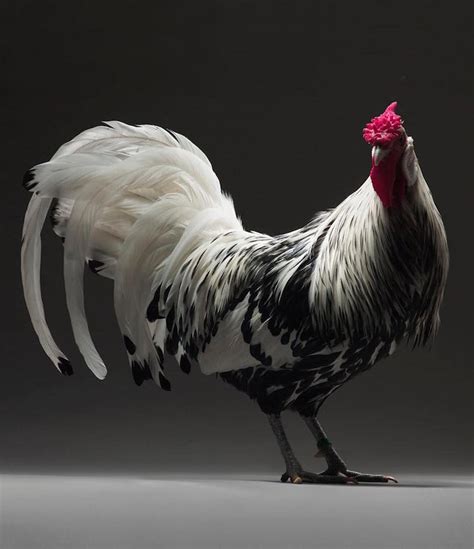 Photobook Captures Diverse Beauty Of 100 Different Types Of Chickens