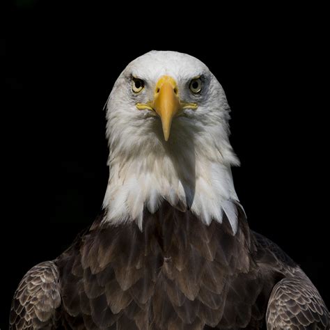 American Eagle Foundation Protecting And Caring For Bald Eagles And