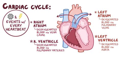 Cardiac Cycle Video Anatomy Definition And Function Osmosis