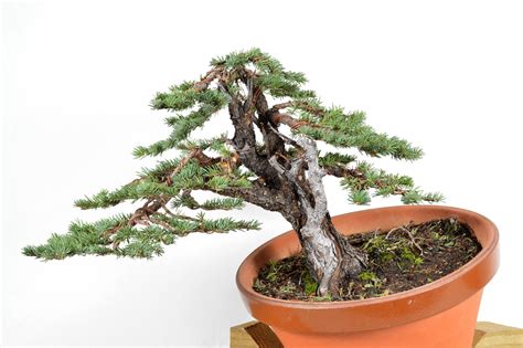 Suitable humidity/drip tray is recommended. Colorado Blue Spruce Bonsai - Yamadori | Bonsai Learning ...