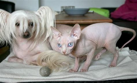 Hairless Cat And Friend Sphynx Cat Sphynx Cats