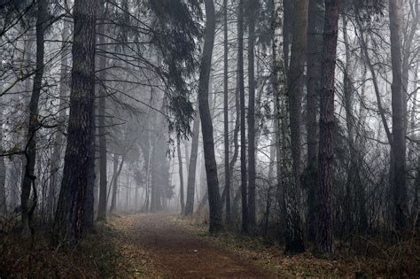 Magical Forest By Framefinder On Flickr