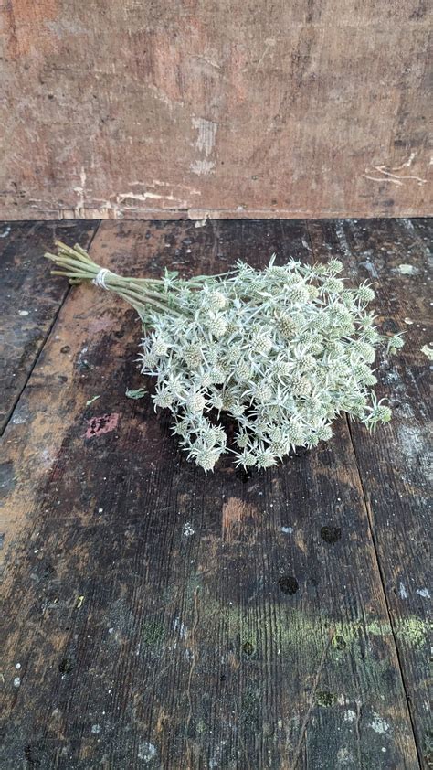 Dried Sea Holly Eryngium White Glitter Naturally Dried Flowers Thistle