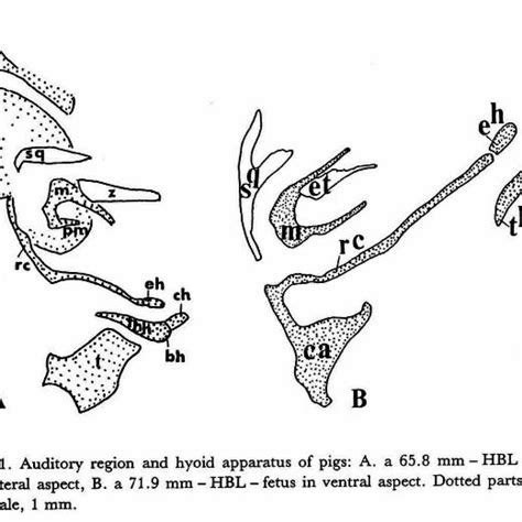 Right Lateral Aspect Of Auditory Region And Hyoid Apparatus Of Pigs A