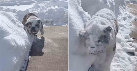 Funny Video Of English Bulldog Clearing Snow Popsugar Uk Pets