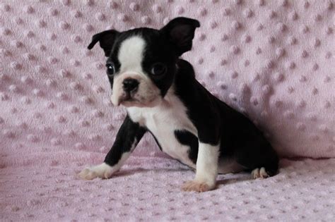 Boston terrier puppy for sale near ohio, mount vernon, usa. Boston Terrier Puppies For Sale | Colorado Springs, CO #281295
