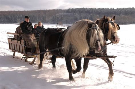 Meet The Gorgeous And Endangered ‘black Forest Horses Of Germany