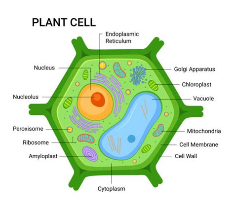 Nuclear Membrane In Plant Cell