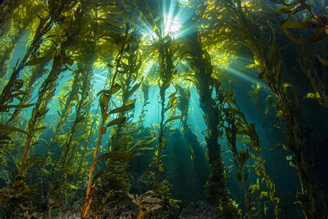 Study Finds Kelp Is Key To Californias Coastal Ecosystems Uva Today