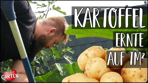 Kartoffel ernte auf 1m² Feld Top oder Flop Freizeit Garten YouTube