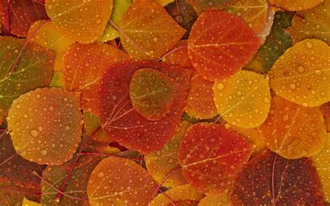 Pemandangan Autumn Leaves Wallpaper