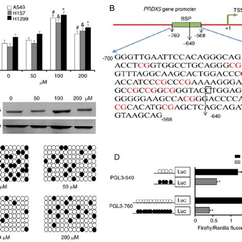 Promoted Binding Of Stat3 To The Prdx5 Gene Promoter Region Due To Dna