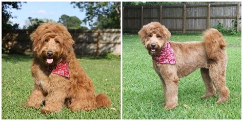 Maybe you would like to learn more about one of these? Loose wavy goldendoodle groom before and after photos ...