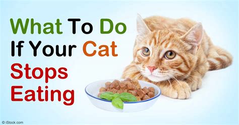 Cat Appetite Loss Watch For This Disease Gauge