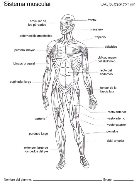 Sistema Muscular Humano Esquema Del Cuerpo Humano Sistema Muscular