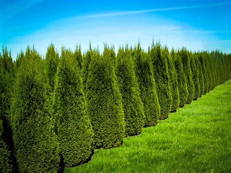 Emerald Green Arborvitae Buy Emerald Thuja Online The Tree Center