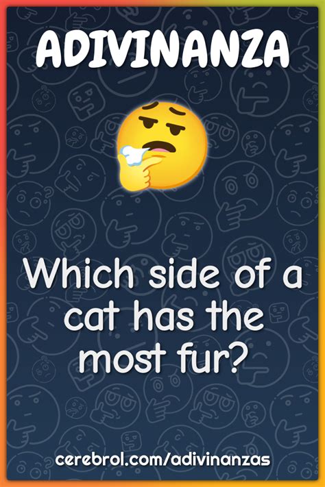 Which Side Of A Cat Has The Most Fur Adivinanza And Respuesta Cerebrol