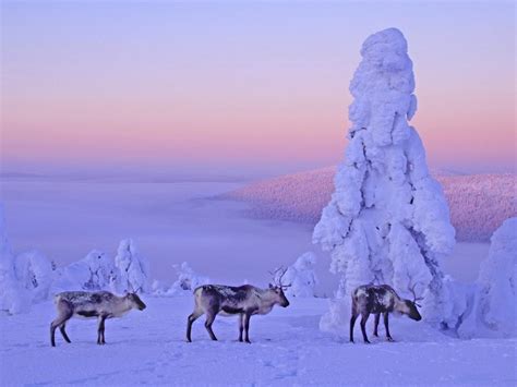Lapland Best Christmas Spot Of Finland Travel And Tourism