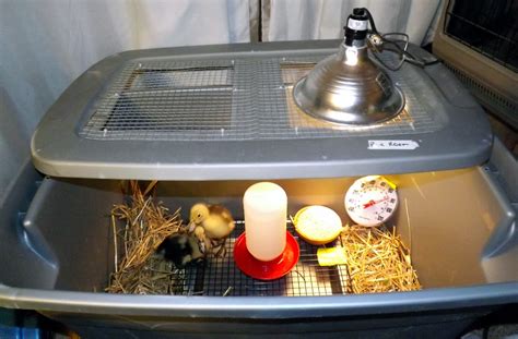 After that, move your baby ducks to a poultry grower feed. Hatching Eggs 101 - BackYard Chickens Community