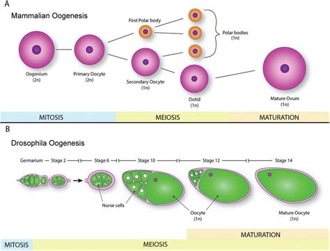 Developmental Timeline Of Drosophila Oogenesis Follicle Cell Cycles