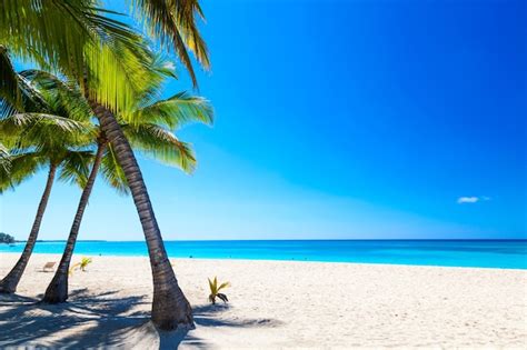 Premium Photo Palm Trees On The Caribbean Tropical Beach