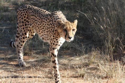 Kostenlose Foto Natur Abenteuer Tierwelt Afrika Raubtier Fauna