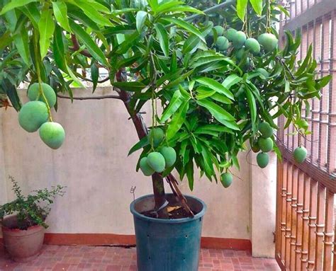How To Grow Mango Tree In Pot Ecotek Green Living