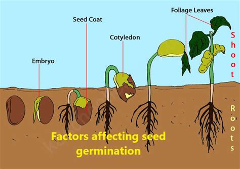 Factors Affecting Seed Germination